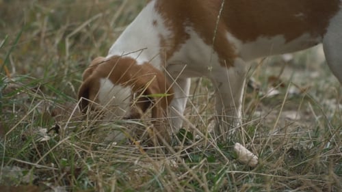 Dog Sniffing in the Grass