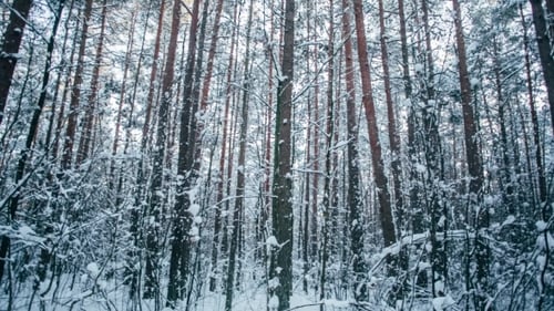 Bosque de nieve de invierno con luces rojas de sol en los árboles