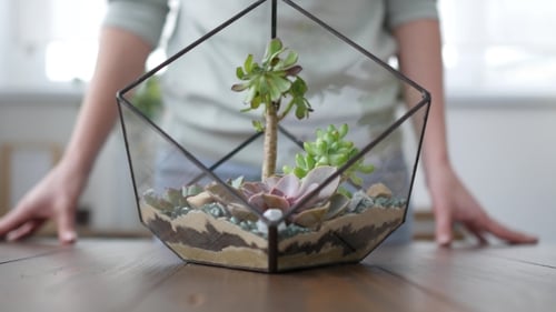 Floristería mujer hace florarium