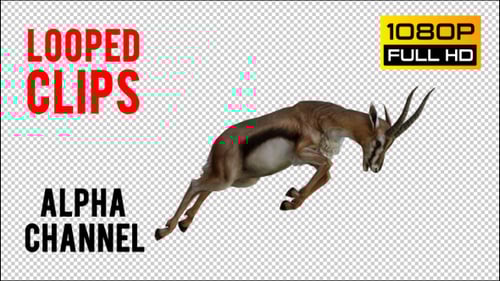 Animated Gazelle Running and Collapsing on Alpha Channel