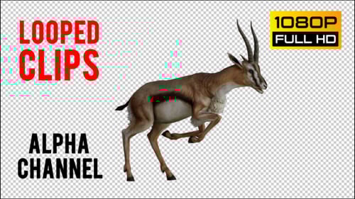 Looped 3D Animated Gazelle Walking Cycle