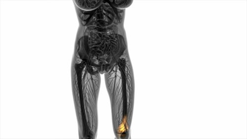 3D Human Body Anatomy with Knee Pain Highlight Visualization