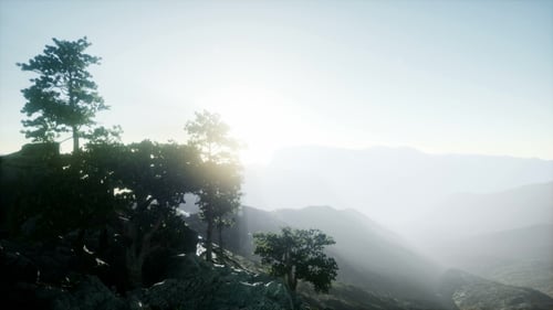 Sun Beams Through Trees