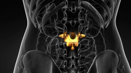 3D Human Lumbar Spine Animation with Glowing Highlight
