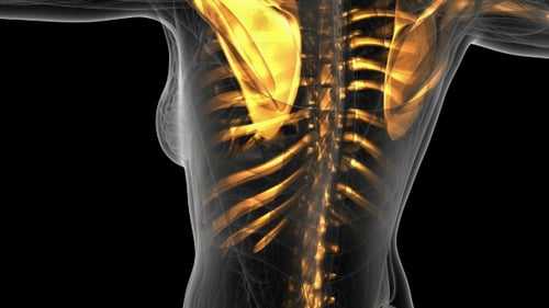 Human Body with Visible Skeletal Bones