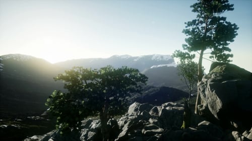 Sun Beams Through Trees