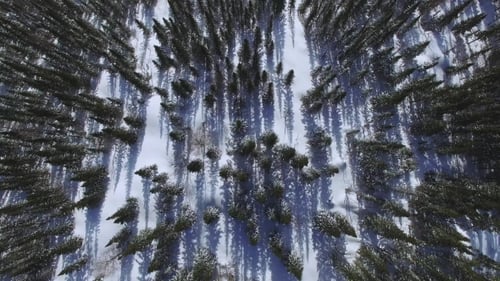 Winter Forest From Above