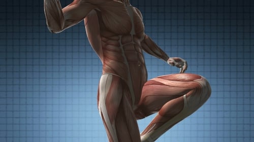 Detailed 3D Human Muscle Anatomy Scan