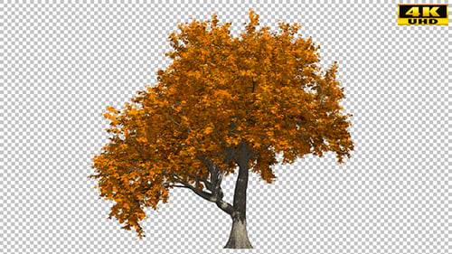 Autumn Tree