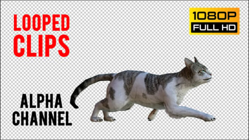 Cat 1 Realistic