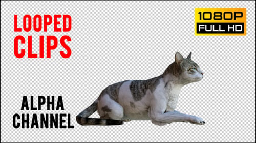 Cat 2 réaliste