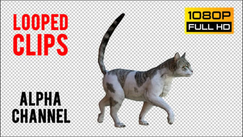 Cat 3 Realistisch