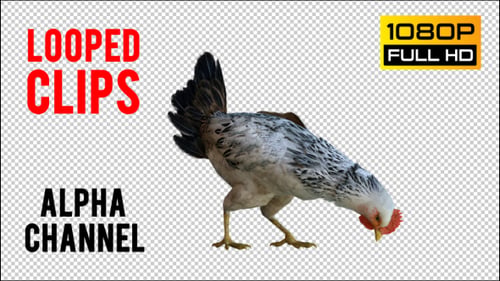 Frango 2 realista
