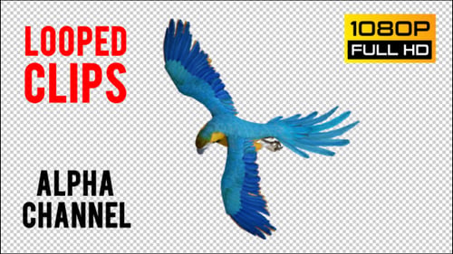Flying Macaw Bird Animation with Alpha