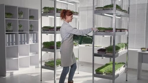 Young Woman Working in Microgreens Farm