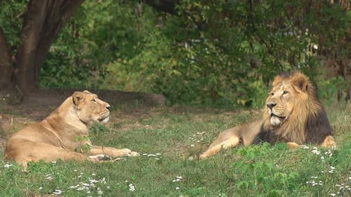 Lion and Lioness Resting Peacefully in Green Grass