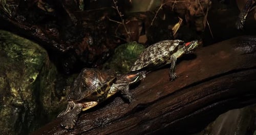 Red Eared Terrapin, trachemys scripta elegans, Real Time 4K