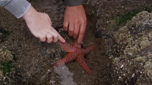 Closeup of hand in tide pool. Shot on RED EPIC for high quality 4K, UHD, Ultra HD resolution.