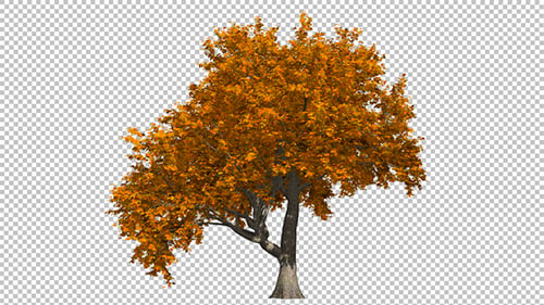Autumn Tree