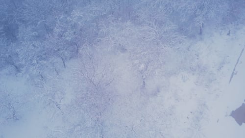 Mit Schnee bedeckte Bäume
