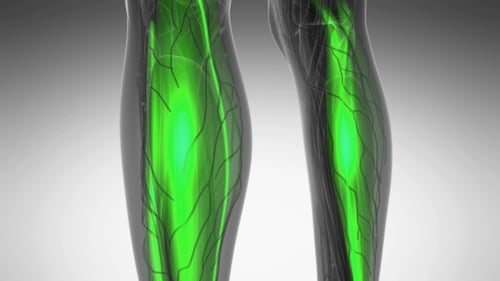 3D Medical Animation of Human Muscle Groups