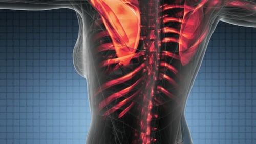 3D Human Anatomy Scan with Glowing Red Bones