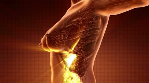 Cuerpo humano con sistema digestivo visible