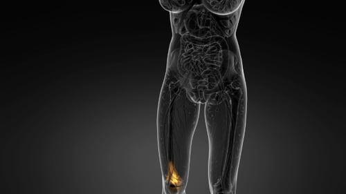 Glowing Human Leg Anatomy with Nerves and Bones