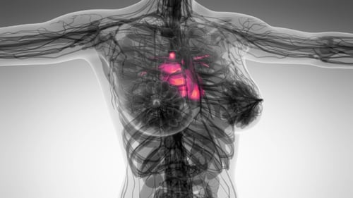 3D Animated Human Torso with Pulsing Glowing Heart