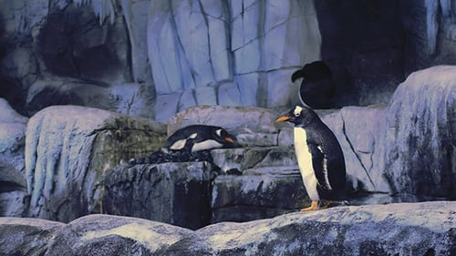 Pingouins