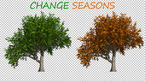 Tree Seasons