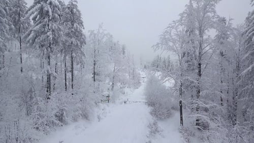 Magical View of Snowy Woodland