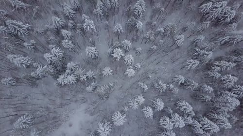 Vue de dessus des arbres enneigés dans la forêt