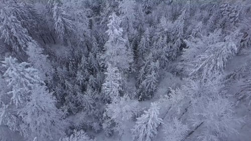 Baumkronen im Schnee