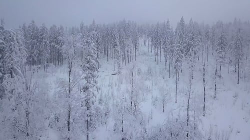 Misty Haze Above White Snowy Woods