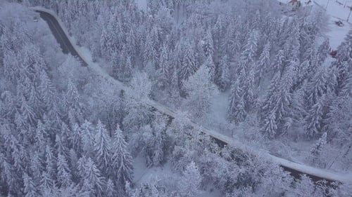 Forest with Roadway in Winter Time