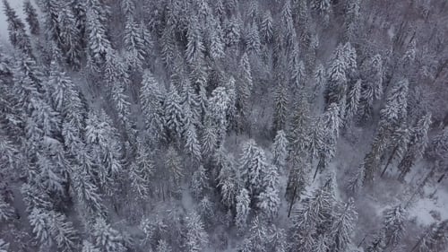 Frozen Pine Trees in Woods