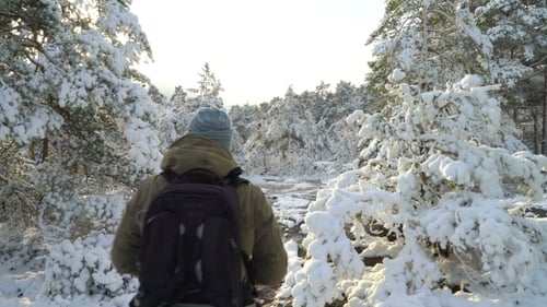 Forest in Snow Near the Espoo