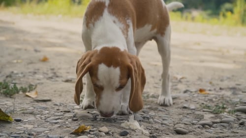 Brown and White Beagle Puppy Sniffing Ground Outdoors