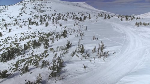 Winter Forest from Above