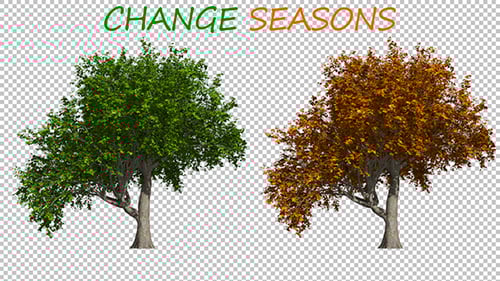 Seasonal Tree Transition with Changing Leaves and Gentle Wind
