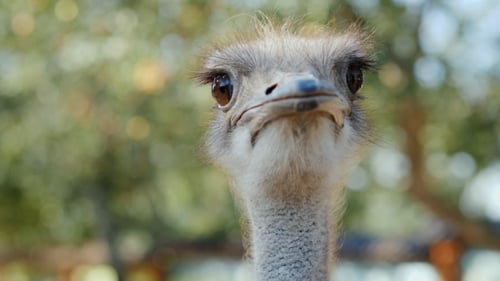 The Head of an Ostrich in the Rays of the Sun