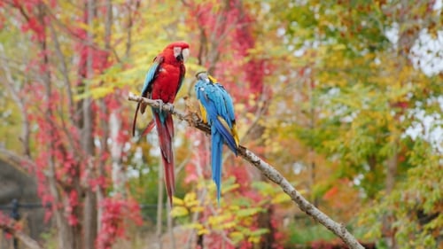 Exotic Birds. Two Bright Parrots Sit on a Branch. Scarlet Macaw