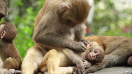 Monkeys in the City of Kathmandu