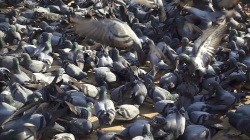 Pigeons
