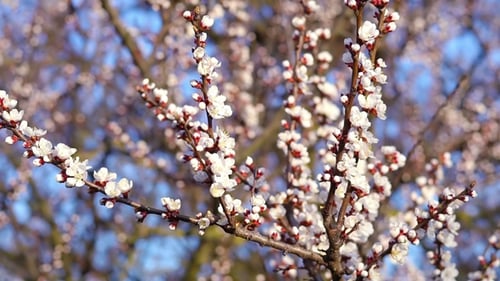Sonniger Frühlingstag im Kirschgarten