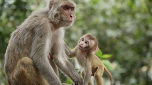Female Monkey with Cub