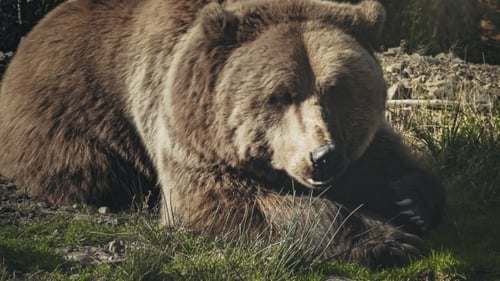 Brown Bear Resting Peacefully in the Grassy Shade