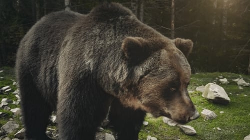 Majestic Brown Bear Standing in a Forest