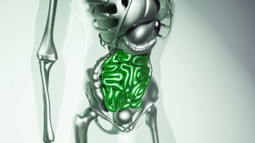 Medical Animation of Human Torso with Glowing Intestines